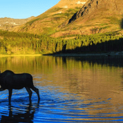 Montana