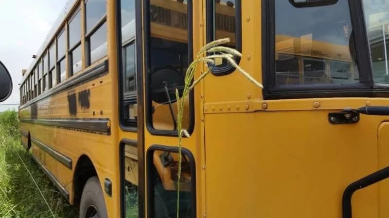 2001 International AmTran School Bus - Image 1